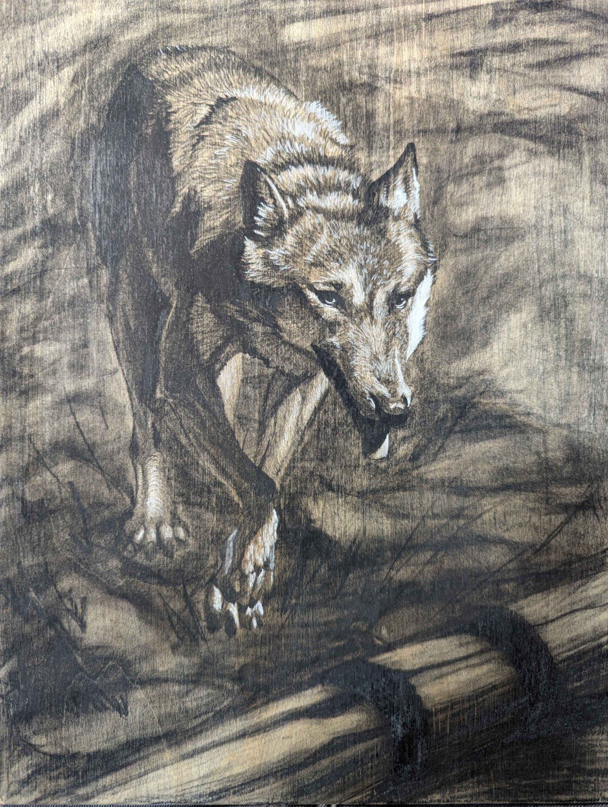 Drawing of Grey Wolf by Isaac Taccone