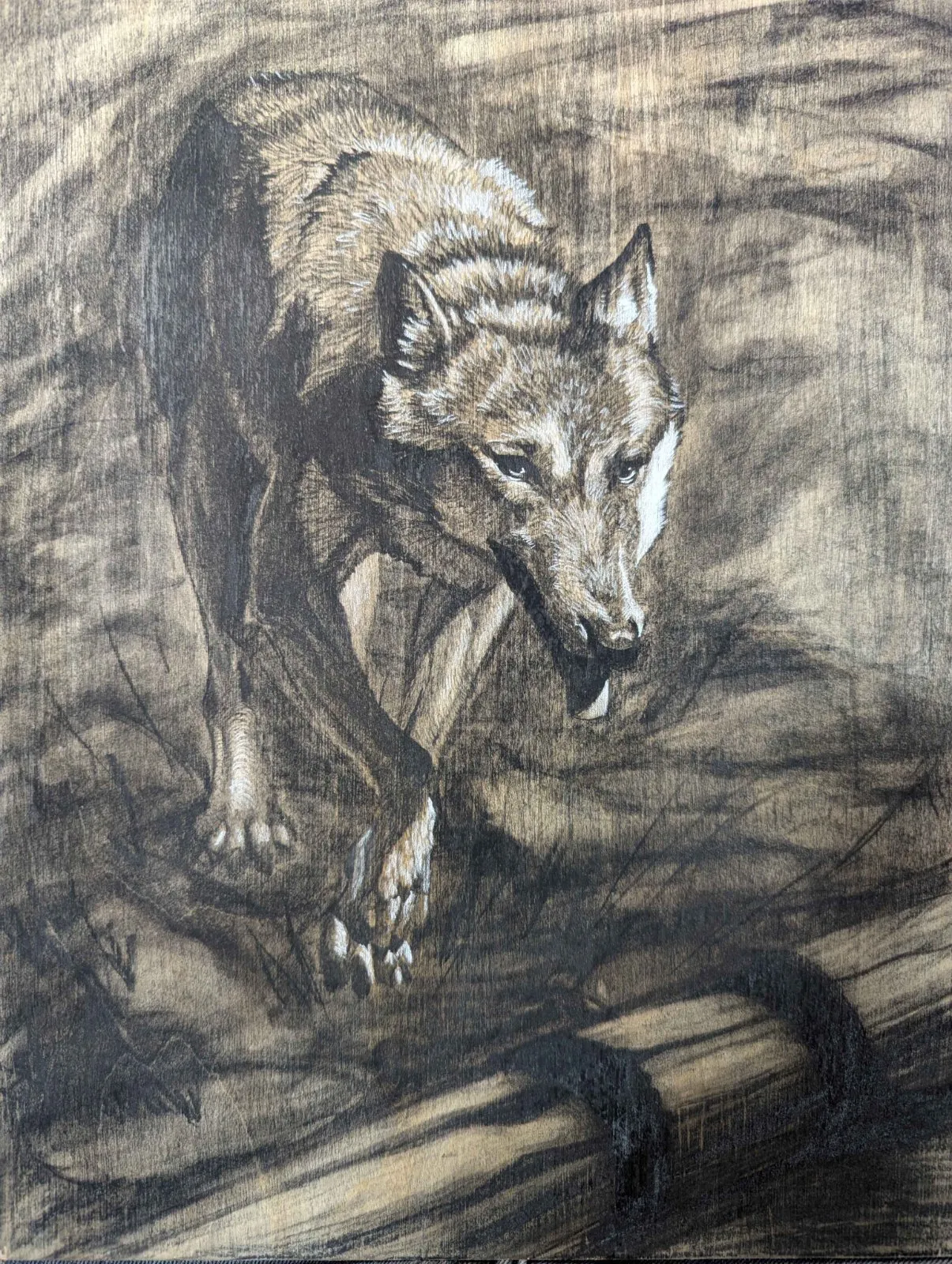 Drawing of Grey Wolf by Isaac Taccone