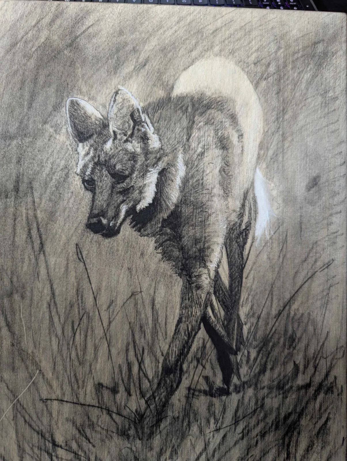 Drawing of Maned Wolf by Isaac Taccone