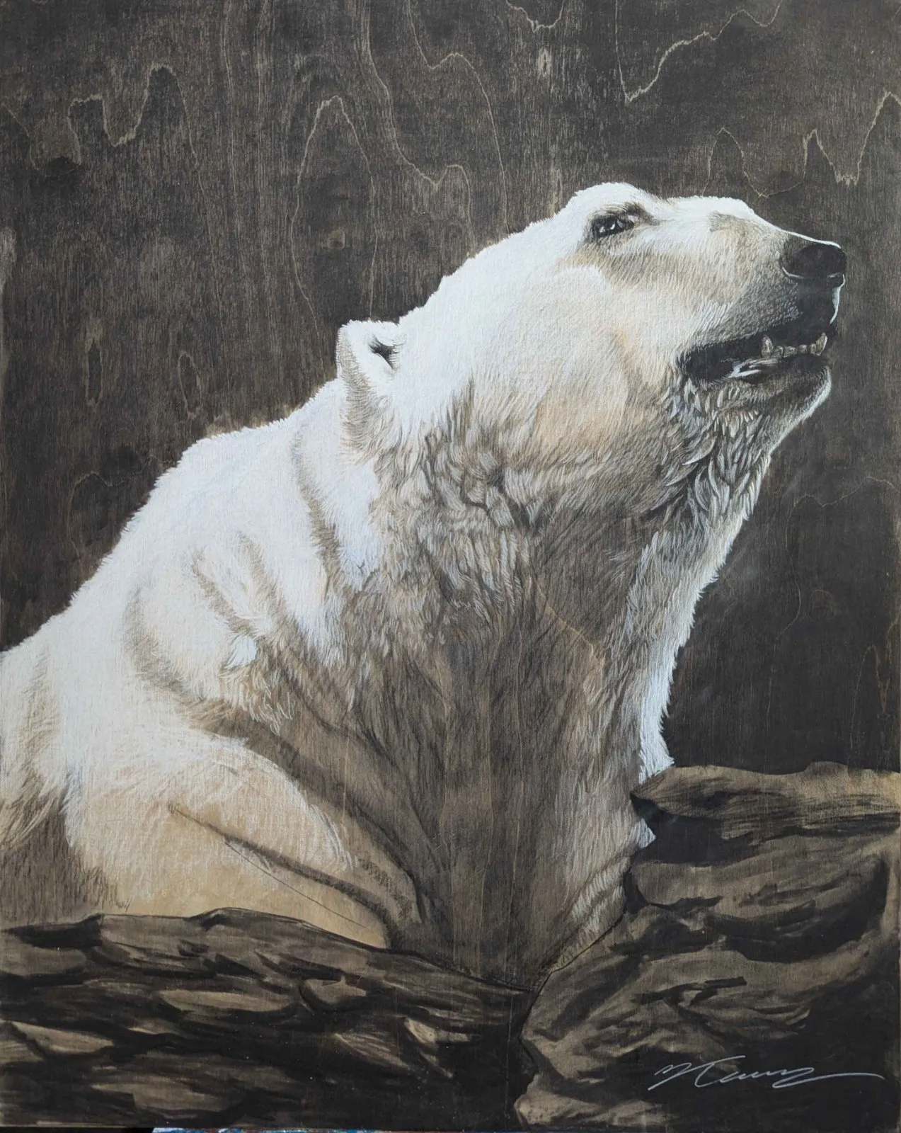 Drawing of Polar Bear by Isaac Taccone